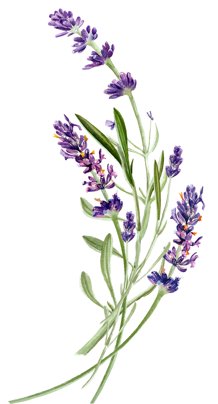 Lavender Flower